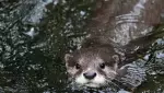 Otter