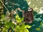 Felt Your own Sloth