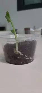 Botany2