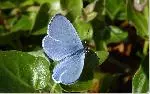 Photograph of a male common blue butterfly (Polyommatus icarus) resting on a leaf