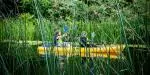 Two people kayaking on Royal Canal, seen through reeds