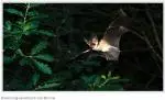 Brown long-eared bat pic