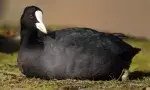 A coot or cearc cheannann sitting on grassy soil.