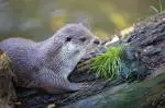 otter-4666677_1280