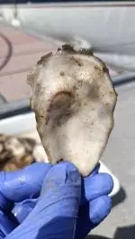 First Native Oyster Spat